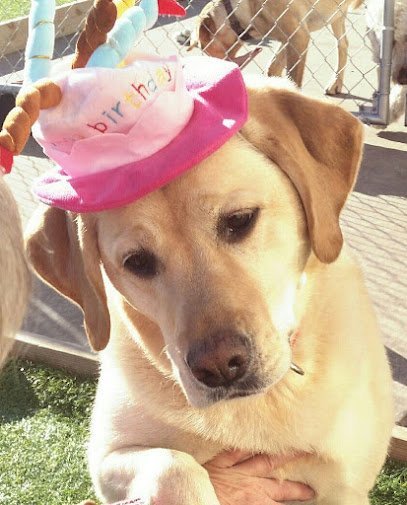 Dog day care in Lake Mills Wisconsin Laughing Dogs 1