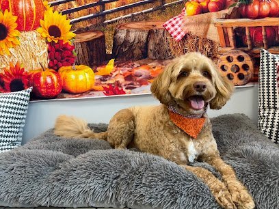 Dog day care in Lake Ridge Virginia Commonwealth Pet Care LLC 1