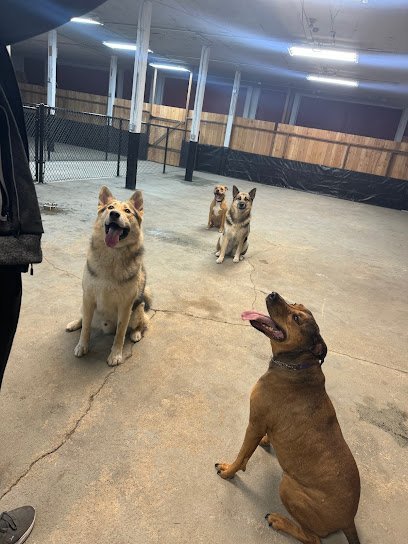 Dog day care in Lake Stevens Washington Barnyard Dogs Daycare and Boarding LLC 1