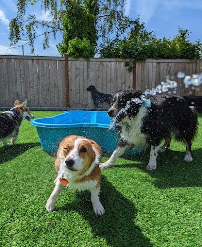 Dog day care in Lakewood Washington Emilys Woof Pack 1