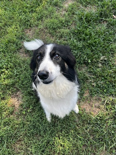 Dog day care in Lancaster Pennsylvania Besa Pets 1