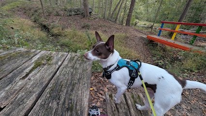 Dog day care in Lansdowne Pennsylvania High Paw Club 1