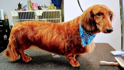 Dog day care in Laramie Wyoming Bark Avenue Pet Salon Resort 1