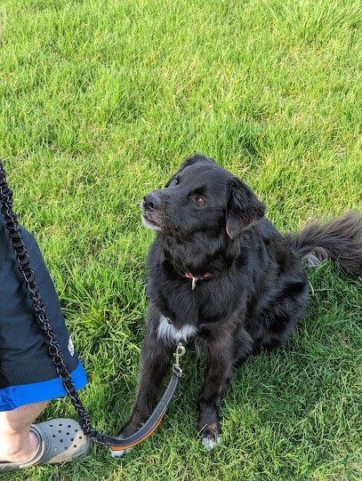 Dog day care in Lebanon Pennsylvania Glamorous K9S Pet Boarding Resort 1