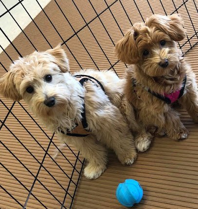 Dog day care in Leesburg Virginia Dog Day Afternoon 1