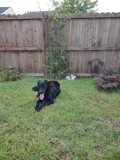 Dog day care in Lexington South Carolina White Knoll Pet Resort Day Spa and Aquatic Center 1