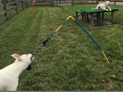 Dog day care in Lincoln University Pennsylvania Happy Tails Day Camp 1