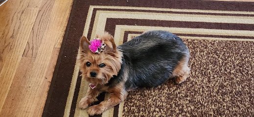 Dog day care in Lititz Pennsylvania Gochenauer Pet Resort 1