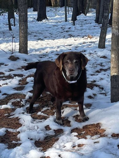 Dog day care in Locust Grove Virginia Country Club Kennels Training 1
