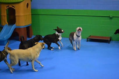 Dog day care in Lorton Virginia The Backyard Pack Dog Daycare 1