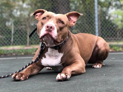 Dog day care in Lower Gwynedd Township Pennsylvania Canine Country 1