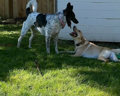 Dog day care in Lynnwood Washington Lakeview Pups 1
