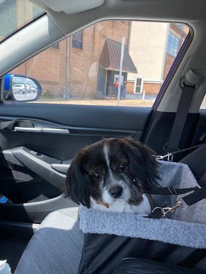 Dog day care in Madison Heights Virginia Oak Hill Veterinary Care Pet Resort 1