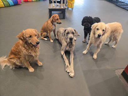 Dog day care in Madison Wisconsin Duncan s Dog Daycare 1