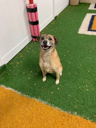 Dog day care in Madison Wisconsin Luna Pet Resort 1