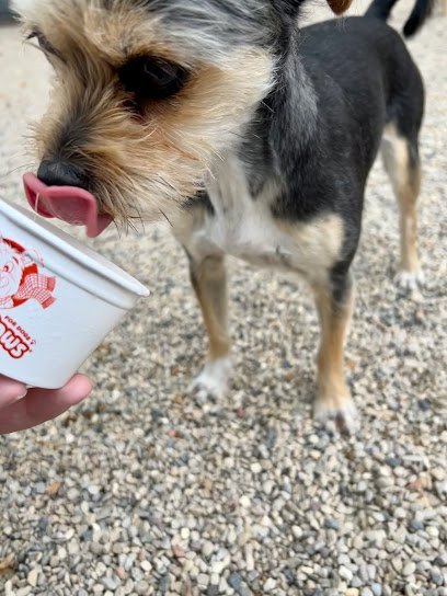 Dog day care in Madison Wisconsin North Paw LLC 1