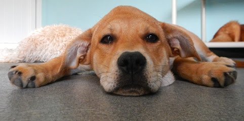 Dog day care in Madison Wisconsin The Dog Den 1