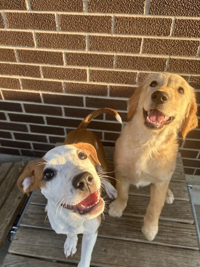 Dog day care in Madison Wisconsin The Puppy Den 1