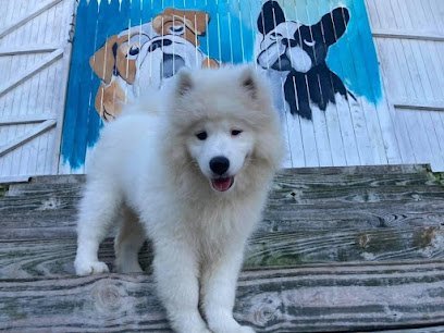 Dog day care in Malvern Pennsylvania Canine Creature Comforts 1