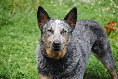 Dog day care in Malvern Pennsylvania Great Valley Pet Hotel 1