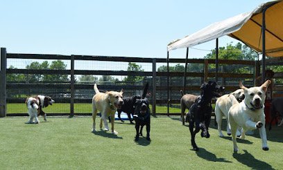 Dog day care in Malvern Pennsylvania Wagsworth Manor Pet Resort 1