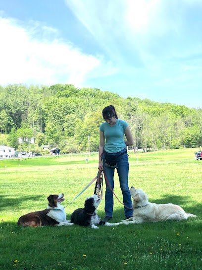 Dog day care in Manchester Center Vermont Grateful Dog Training Inc  1