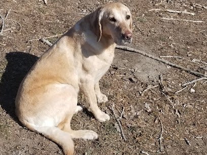 Dog day care in Manson Washington Animal Inn 1
