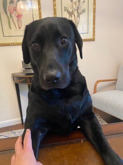 Dog day care in Mars Pennsylvania The Berkley Creek Pet Retreat Dog Daycare and Boarding 1