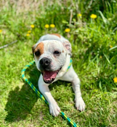 Dog day care in Martinsburg West Virginia Greensburg Bed Biscuit 1
