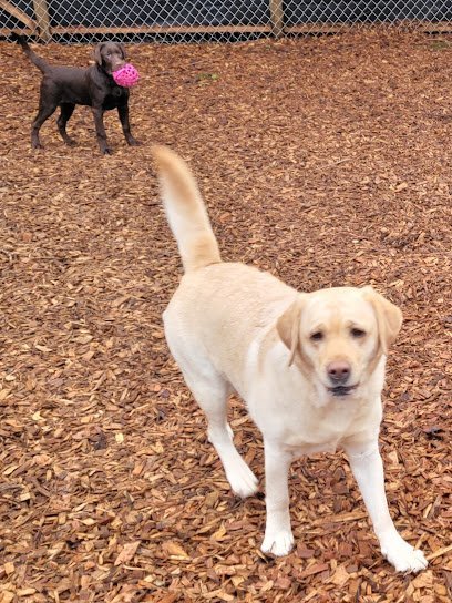 Dog day care in Marysville Washington Bark About K9 s Pet Services 1