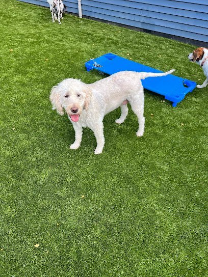 Dog day care in Mauston Wisconsin Castle Rock Kennels 1