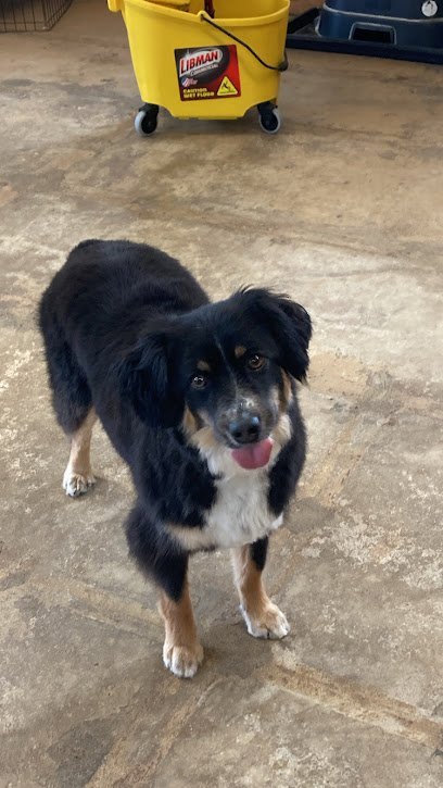 Dog day care in McFarland Wisconsin Dog Hut 1