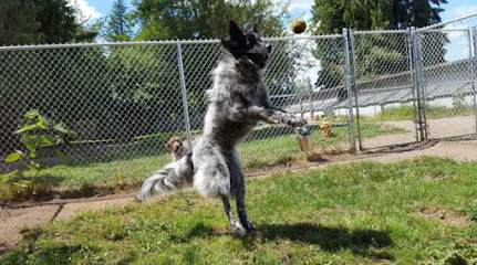 Dog day care in McKenna Washington McKenna Kennels Pet Resort 1
