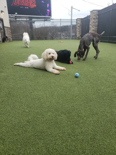 Dog day care in McMurray Pennsylvania Nemacolin Wooflands Pet Care Center 1