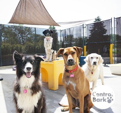 Dog day care in Mequon Wisconsin Central Bark Mequon 1