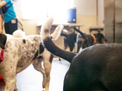 Dog day care in Middleton Wisconsin Dogtopia of Madison West 1