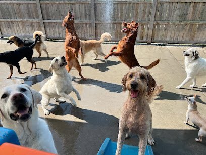 Dog day care in Middleton Wisconsin Happy Dogz 1