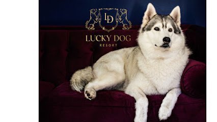 Dog day care in Middletown Rhode Island Lucky Dog Resort 1