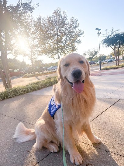 Dog day care in Midlothian Virginia Helping Howls 1