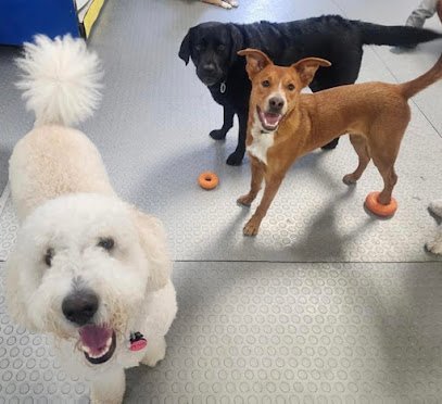 Dog day care in Milwaukee Wisconsin Bay View Bark 1