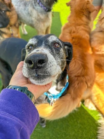 Dog day care in Milwaukee Wisconsin Central Bark Milwaukee Downtown 1