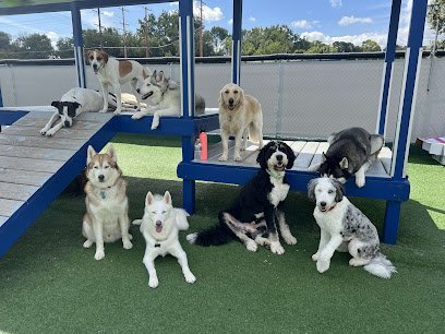 Dog day care in Milwaukee Wisconsin Happy Paws Grooming Daycare 1