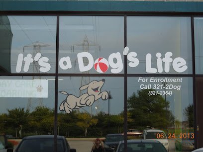 Dog day care in Milwaukee Wisconsin It s a Dog s Life LLC 1