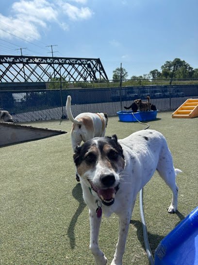 Dog day care in Milwaukee Wisconsin Playtime Doggy Daycare 1