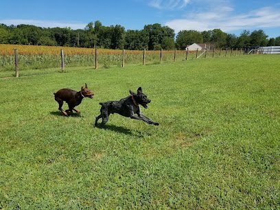 Dog day care in Mineral Virginia Fido s Fun Place 1