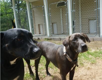 Dog day care in Montello Wisconsin Evergreen Dog Kennel Retreat 1