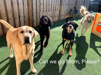 Dog day care in Montpelier Virginia PawsCienda Pet Resort 1