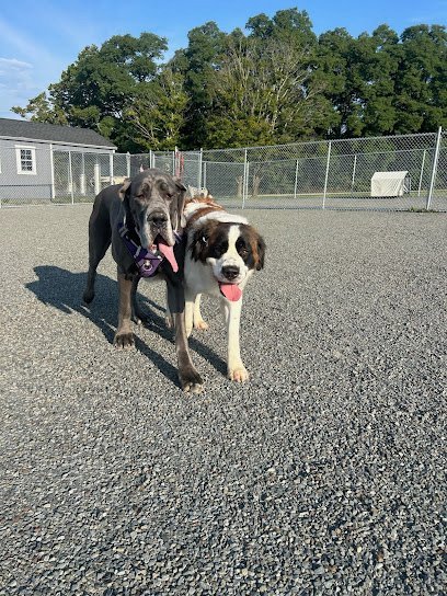 Dog day care in Montrose Pennsylvania H3 Kennels 1