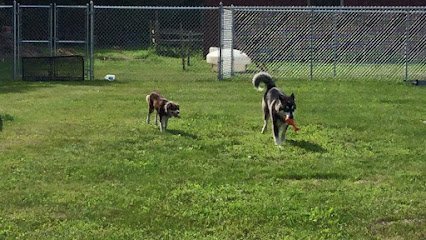 Dog day care in Morristown Vermont Dogs Day Out Dog Daycare 1