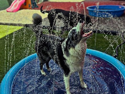 Dog day care in Morristown Vermont Lamoille Kennels 1